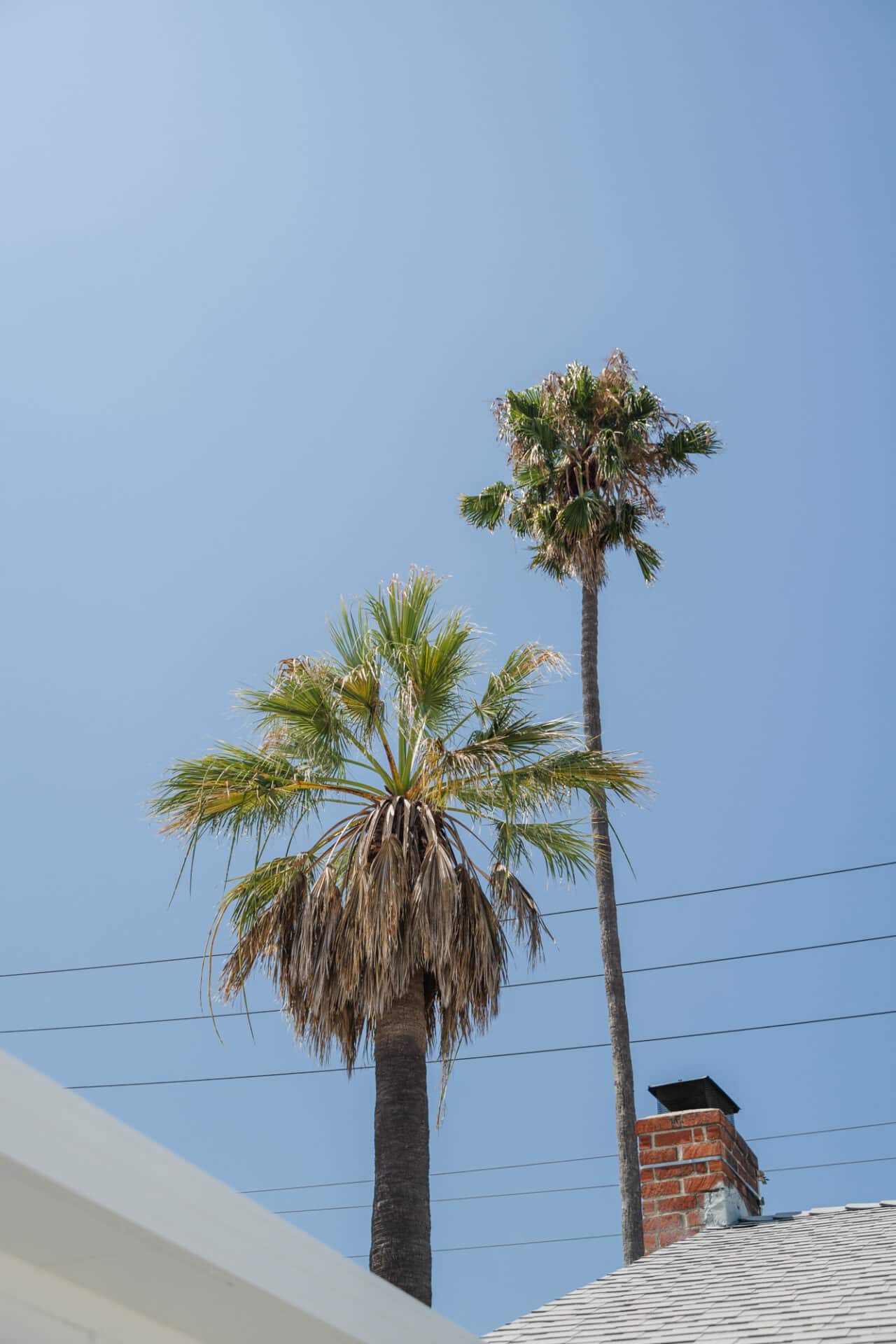 palm trees on property